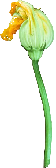 Zucchini verwenden